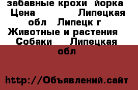 забавные крохи- йорка › Цена ­ 15 000 - Липецкая обл., Липецк г. Животные и растения » Собаки   . Липецкая обл.